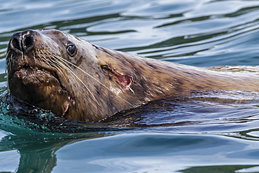 Adult bull Steller sea lion (Eumetopias jubatus), with battle wound, Inian Islands, Alaska, United States of America, North America