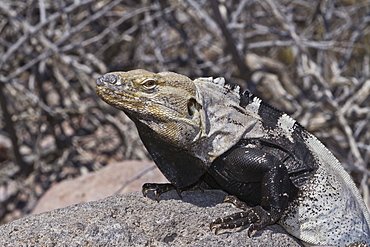 San Esteban spiny-tailed iguana (Ctenosaura conspicuosa), Isla San Esteban, Gulf of California (Sea of Cortez), Baja California, Mexico, North America