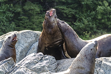 Adult bull Steller sea lions (Eumetopias jubatus), mock fighting, Inian Islands, Alaska, United States of America, North America