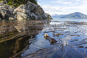 Adult sea otter (Enhydra lutris kenyoni) cleaning its fur in kelp in the Inian Islands, Southeast Alaska, United States of America, North America