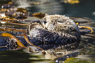 Adult sea otter (Enhydra lutris kenyoni) preening in the Inian Islands, Southeast Alaska, United States of America, North America