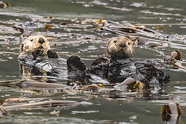 Adult sea otters (Enhydra lutris kenyoni) preening in the Inian Islands, Southeast Alaska, United States of America, North America