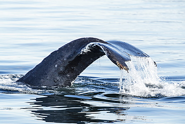 Adult humpback whale (Megaptera novaeangliae), flukes-up dive in Stephen's Passage, Southeast Alaska, United States of America, North America