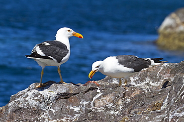 Yellow-footed gulls (Larus livens), Gulf of California (Sea of Cortez), Baja California Sur, Mexico, North America