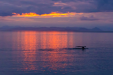 Humpback whale (Megaptera novaeangliae), flukes-up dive at sunset in Frederick Sound, Southeast Alaska, United States of America, North America