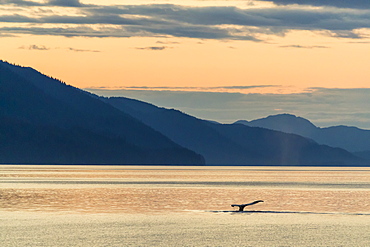 Humpback whale (Megaptera novaeangliae), flukes-up dive at sunset near Chichigof Island, southeast Alaska, United States of America, North America