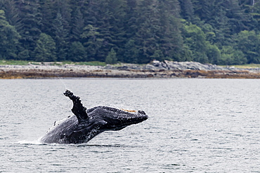 Humpback whale (Megaptera novaeangliae) breaching near the Glass Peninsula, southeast Alaska, United States of America, North America