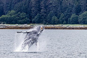 Humpback whale (Megaptera novaeangliae) breaching near the Glass Peninsula, southeast Alaska, United States of America, North America