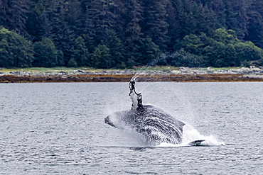 Humpback whale (Megaptera novaeangliae) breaching near the Glass Peninsula, southeast Alaska, United States of America, North America