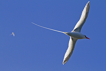 Adult red-billed tropicbird (Phaethon aethereus), Isla San Pedro Martir, Gulf of California (Sea of Cortez), Baja California, Mexico, North America