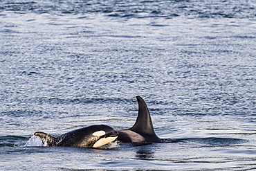 Mother and calf killer whale (Orcinus orca) surfacing near Point Adolphus, Icy Strait, Southeast Alaska, United States of America, North America