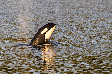 Killer whale calf (Orcinus orca) spy-hopping at sunset near Point Adolphus, Icy Strait, Southeast Alaska, United States of America, North America