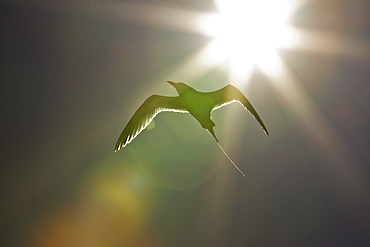 Adult red-billed tropicbird (Phaethon aethereus), Isla San Pedro Martir, Gulf of California (Sea of Cortez), Baja California, Mexico, North America