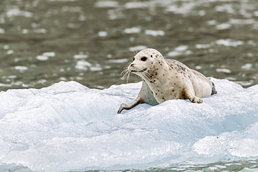 Harbor seal (Phoca vitulina) pup on ice in front of Dawes Glacier, Endicott Arm, southeast Alaska, United States of America, North America