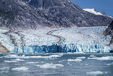 Harbor seals (Phoca vitulina) on ice in front of Dawes Glacier, Endicott Arm, southeast Alaska, United States of America, North America