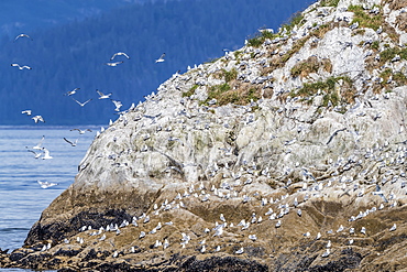 Adult black-legged kittiwakes (Rissa tridactyla), South Marble Islands, Glacier Bay National Park, Alaska, United States of America, North America