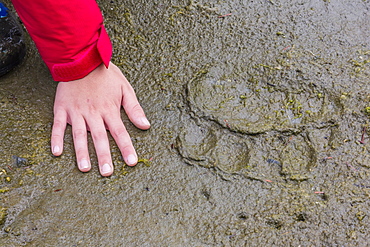 Adult brown bear (Ursus arctos) paw print in the mud at Chichigof Island, southeast Alaska, United States of America, North America