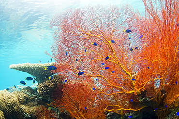 Beautiful soft coral, island of Vanua Balavu, Northern Lau Group, Republic of Fiji, South Pacific Islands, Pacific