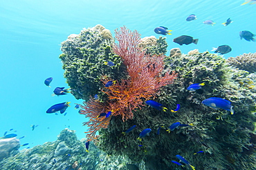 Beautiful soft coral on the island of Vanua Balavu, Northern Lau Group, Republic of Fiji, South Pacific Islands, Pacific