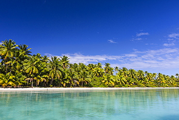 Coconut palm trees line the beach on One Foot Island, Aitutaki, Cook Islands, South Pacific Islands, Pacific