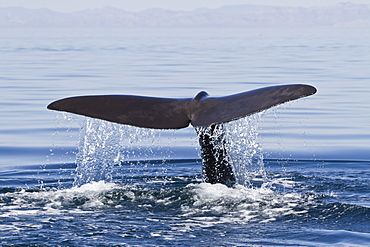 Sperm whale (Physeter macrocephalus) flukes up dive, Isla San Pedro Martir, Gulf of California (Sea of Cortez), Baja California Norte, Mexico, North America