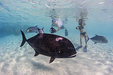 Giant trevally (Caranx ignobilis), with photographer at One Foot Island, Aitutaki, Cook Islands, South Pacific Islands, Pacific