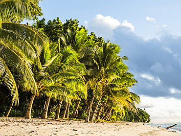 Coconut trees line the beach on the Island of Alofi, French Territory of Wallis and Futuna Islands, South Pacific Islands, Pacific