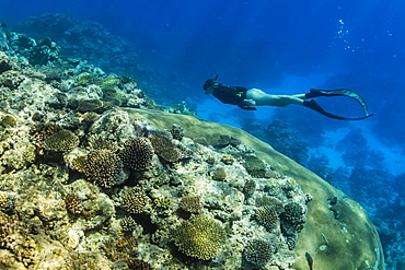 Snorkeling the pristine reefs on the remote Island of Alofi in The French Territory of Wallis and Futuna Islands, South Pacific Islands, Pacific