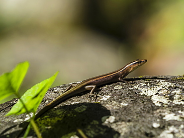 Adult azure-tailed skink (Emoia impar), on Hiva Oa, Marquesas, French Polynesia, South Pacific, Pacific