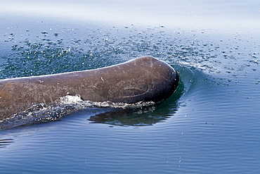 Sperm whale (Physeter macrocephalus) surfacing, Isla San Pedro Martir, Gulf of California (Sea of Cortez), Baja California Norte, Mexico, North America