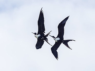 Adult female lesser frigatebirds (Fregata ariel), in aerial combat, Niau Island, Tuamotus, French Polynesia, South Pacific, Pacific