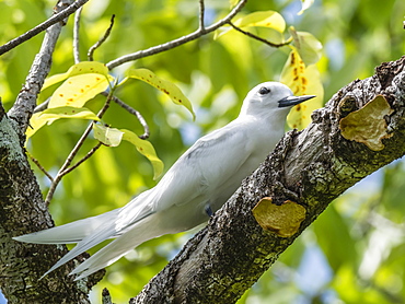 Adult white tern (Gygis alba), at the Belvedere on Makatea, French Polynesia, South Pacific, Pacific