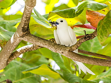 Adult white tern (Gygis alba) with fish in its bill in Toarava, Fakarava, French Polynesia, South Pacific, Pacific