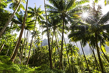 Coconut trees surrounding the town of Hanavave, Fatu Hiva, Marquesas, French Polynesia, South Pacific, Pacific