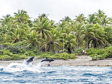 Adult common bottlenose dolphins (Tursiops truncatus) leaping near shore, Rangiroa, Tuamotus, French Polynesia, South Pacific, Pacific