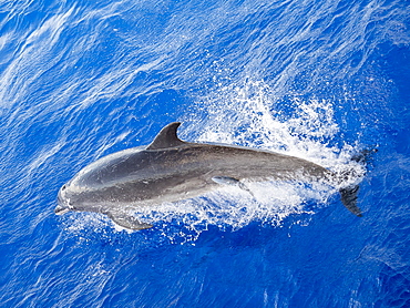 Adult bottlenose dolphin (Tursiops truncatus), with remora attached in Roroia, Tuamotus, French Polynesia, South Pacific, Pacific