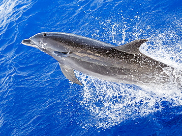 Adult bottlenose dolphin (Tursiops truncatus) with remora attached in Roroia, Tuamotus, French Polynesia, South Pacific, Pacific