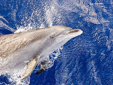 Adult bottlenose dolphin (Tursiops truncatus) leaping in Roroia, Tuamotus, French Polynesia, South Pacific, Pacific