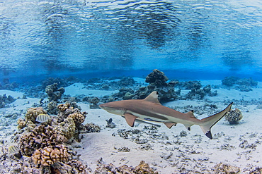 Adult blacktip reef shark (Carcharhinus melanopterus) underwater, Fakarava, French Polynesia, South Pacific, Pacific