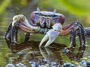 Land crab in brackish pond on Takune Atoll, Tuamotus, French Polynesia, South Pacific, Pacific