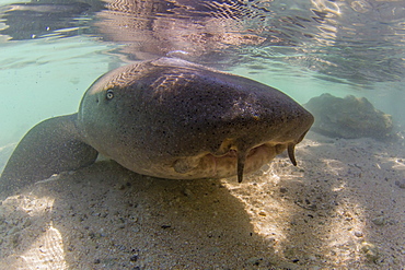 Adult tawny nurse shark (Nebrius ferrugineus) in the town of Rotoava, Fakarava, French Polynesia, South Pacific, Pacific