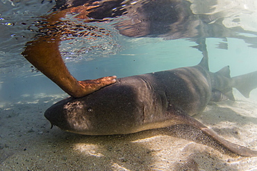 Adult tawny nurse shark (Nebrius ferrugineus) being fed by hand in Rotoava, Fakarava, French Polynesia, South Pacific, Pacific