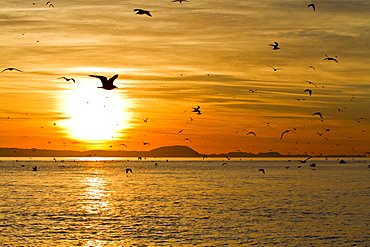 Sunrise, Isla Rasa, Gulf of California (Sea of Cortez), Baja California, Mexico, North America