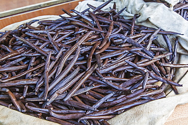 Vanilla beans from the Vallee de la Vanille plantation drying in the sun on Taha'a, Society Islands, French Polynesia, South Pacific, Pacific