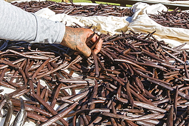 Vanilla beans from the Vallee de la Vanille plantation being sorted on Taha'a, Society Islands, French Polynesia, South Pacific, Pacific