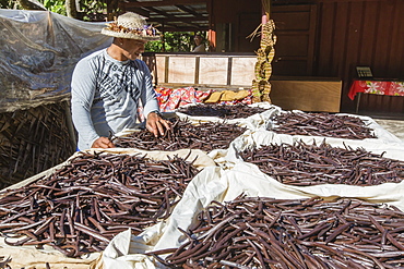 Vanilla beans from the Vallee de la Vanille plantation being sorted on Taha'a, Society Islands, French Polynesia, South Pacific, Pacific