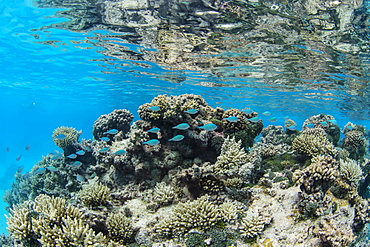 Underwater image of the inner lagoon of Apataki coral atoll, Palliser Islands, Tuamotus, French Polynesia, South Pacific, Pacific