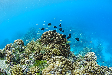 Underwater image of the inner lagoon of Apataki coral atoll, Palliser Islands, Tuamotus, French Polynesia, South Pacific, Pacific