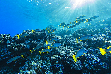 Colourful reef fishes on the reef at Tumakohua Pass, Fakarava Atoll, Tuamotus, French Polynesia, South Pacific, Pacific