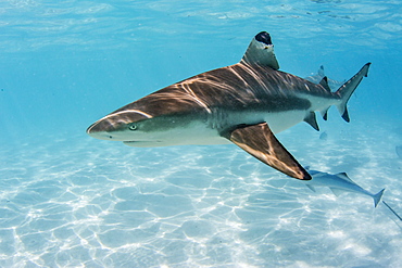 Blacktip reef sharks (Carcharhinus melanopterus) cruising the shallow waters of Moorea, Society Islands, French Polynesia, South Pacific, Pacific